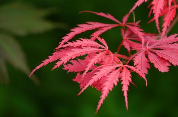 A photo of Japanese maple leaves
